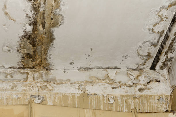 Best Biohazard Mold Removal  in Apple Valley, MN